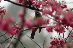 Chloropsis hardwickii