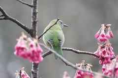 Chloropsis hardwickii