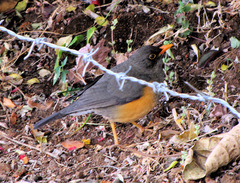 Turdus abyssinicus