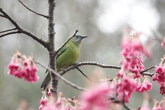 Chloropsis hardwickii