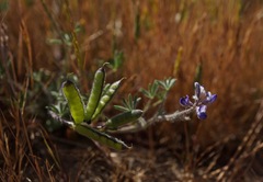Lupinus pachylobus