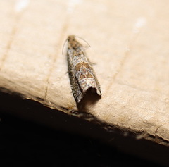 Lobesia xylistis