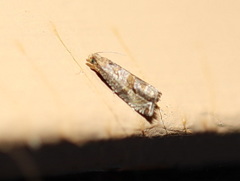 Lobesia xylistis