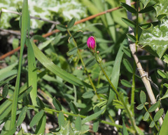 Onobrychis caput-galli