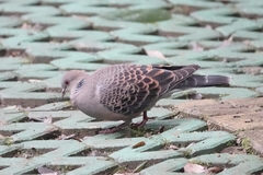 Streptopelia orientalis