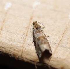 Lobesia xylistis