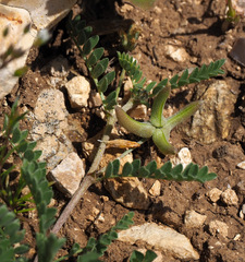 Astragalus asterias