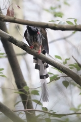 Urocissa erythroryncha