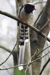 Urocissa erythroryncha