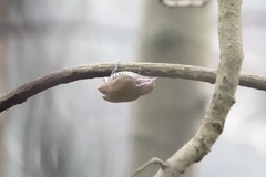 Picumnus innominatus