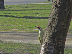 Picus viridis