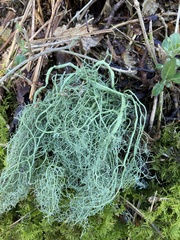 Usnea articulata