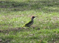 Picus viridis
