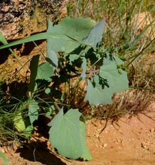 Cineraria platycarpa