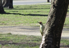 Picus viridis