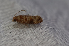 Lobesia xylistis