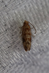 Lobesia xylistis