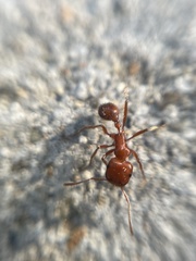 Pogonomyrmex
