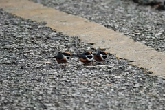 Aegithalos concinnus