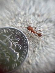 Pogonomyrmex