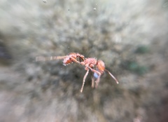 Pogonomyrmex