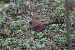 Sinosuthora alphonsiana