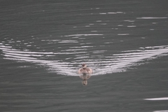 Tachybaptus ruficollis