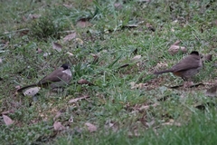 Pycnonotus xanthorrhous