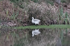Egretta garzetta