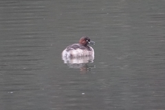 Tachybaptus ruficollis