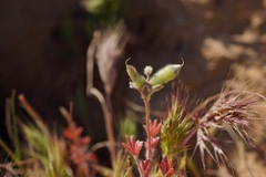 Lupinus pachylobus