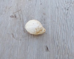 Magellania flavescens