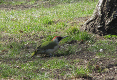 Picus viridis