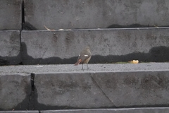 Phoenicurus auroreus