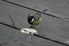 Parus monticolus