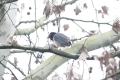 Urocissa erythroryncha