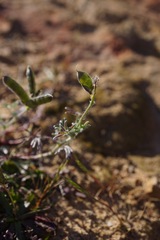 Lupinus pachylobus