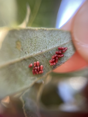Western Boxelder Bug photo 6