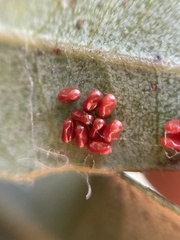 Boisea rubrolineata