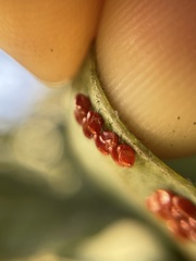 Boisea rubrolineata