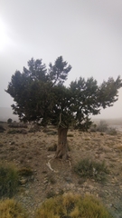 Juniperus phoenicea
