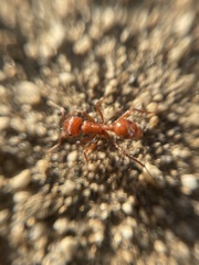 Pogonomyrmex