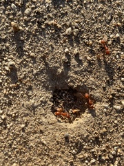 Pogonomyrmex