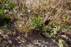 Lupinus pachylobus