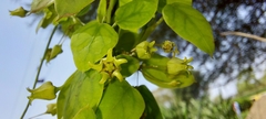 Pentatropis nivalis