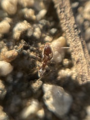 Linepithema humile