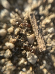 Linepithema humile