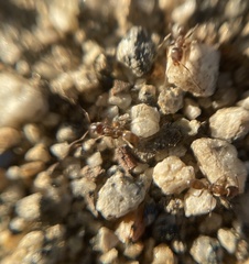 Linepithema humile