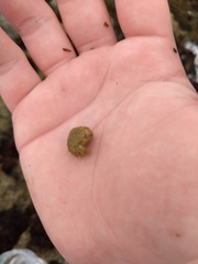 Hapalogaster cavicauda