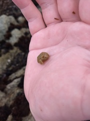 Hapalogaster cavicauda